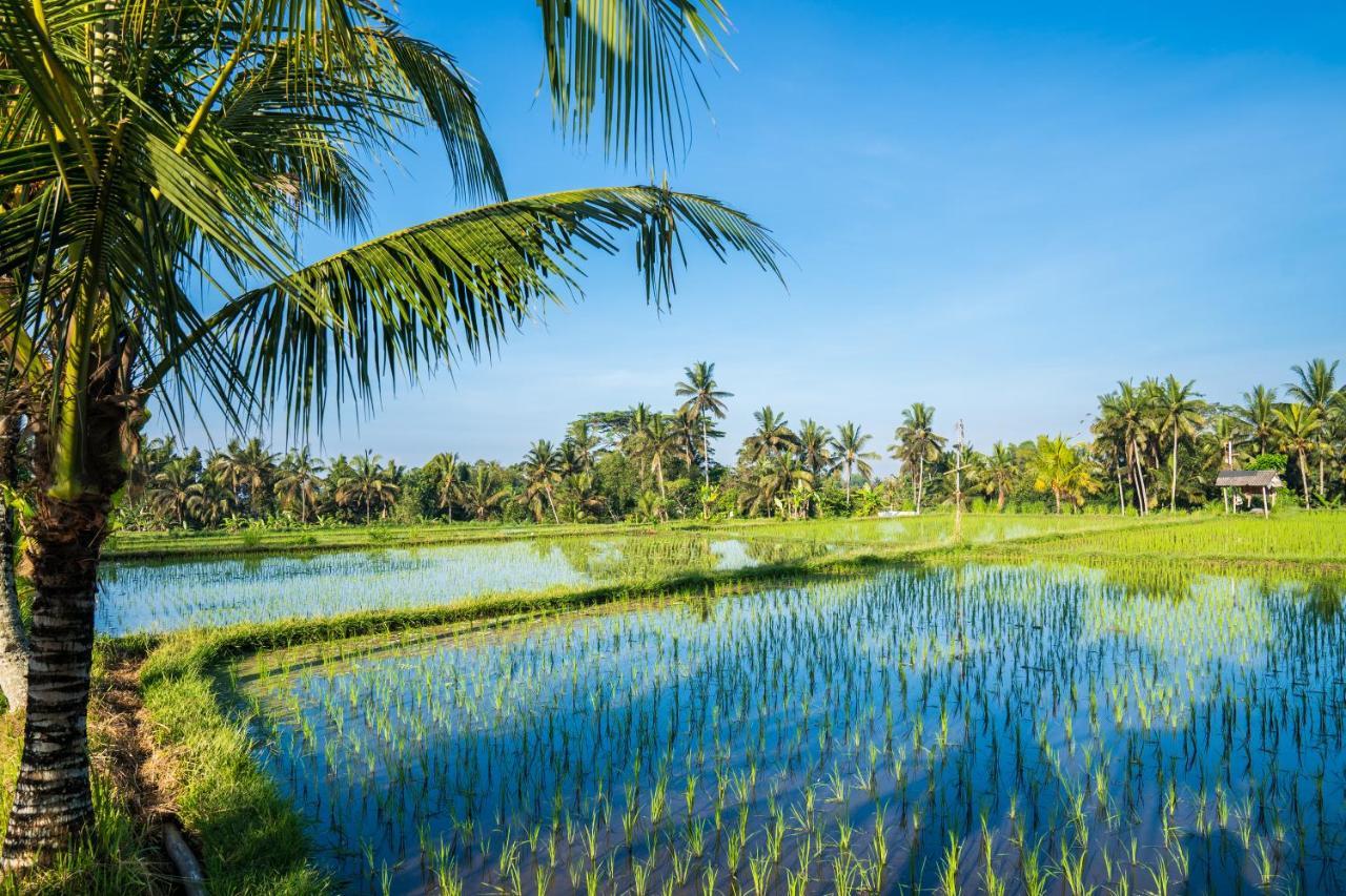 Buddha Homestay Ubud Kültér fotó